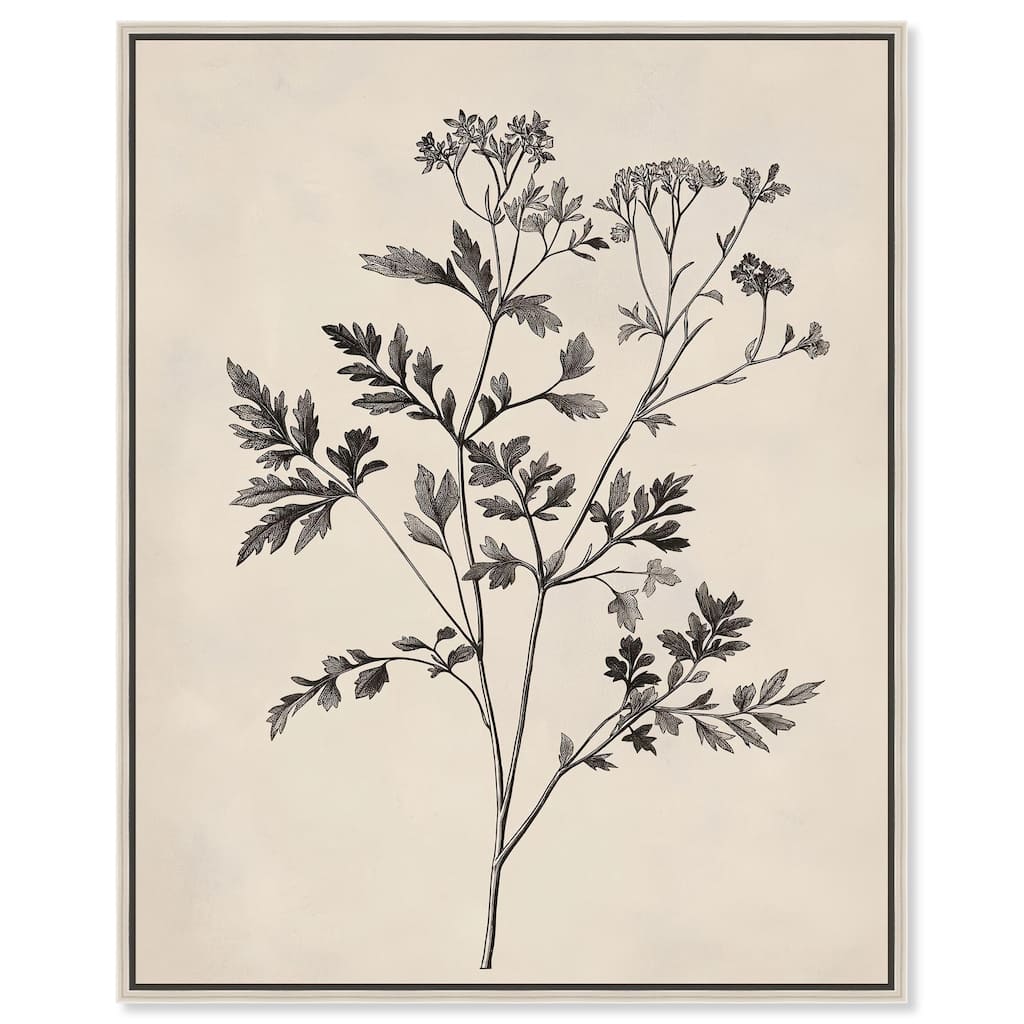 Aniseed Anatomy I Canvas by Art Remedy
