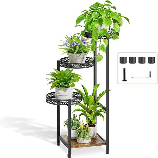 can money trees live outside Money Tree