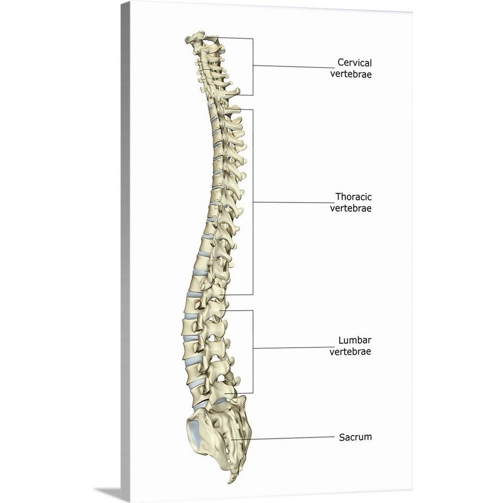 The vertebral column - Multi