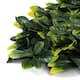 Option Laurel Leaf
