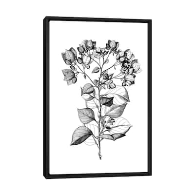 iCanvas "Botanical Black And White I" by Kelly Donovan Framed