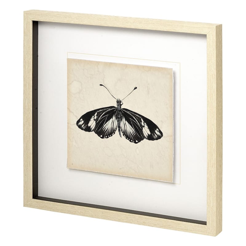 Butterfly Study VI Framed Art Print