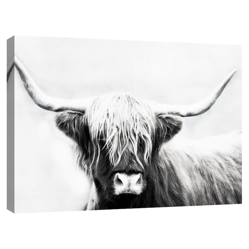 Highland Longhorn by Danita Delimont Canvas Art Print