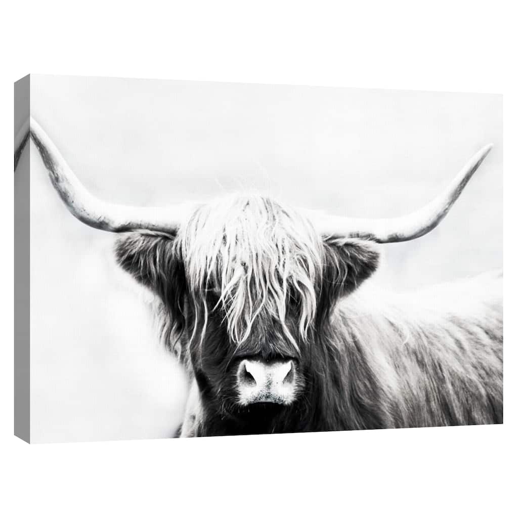 Highland Longhorn by Danita Delimont Canvas Art Print