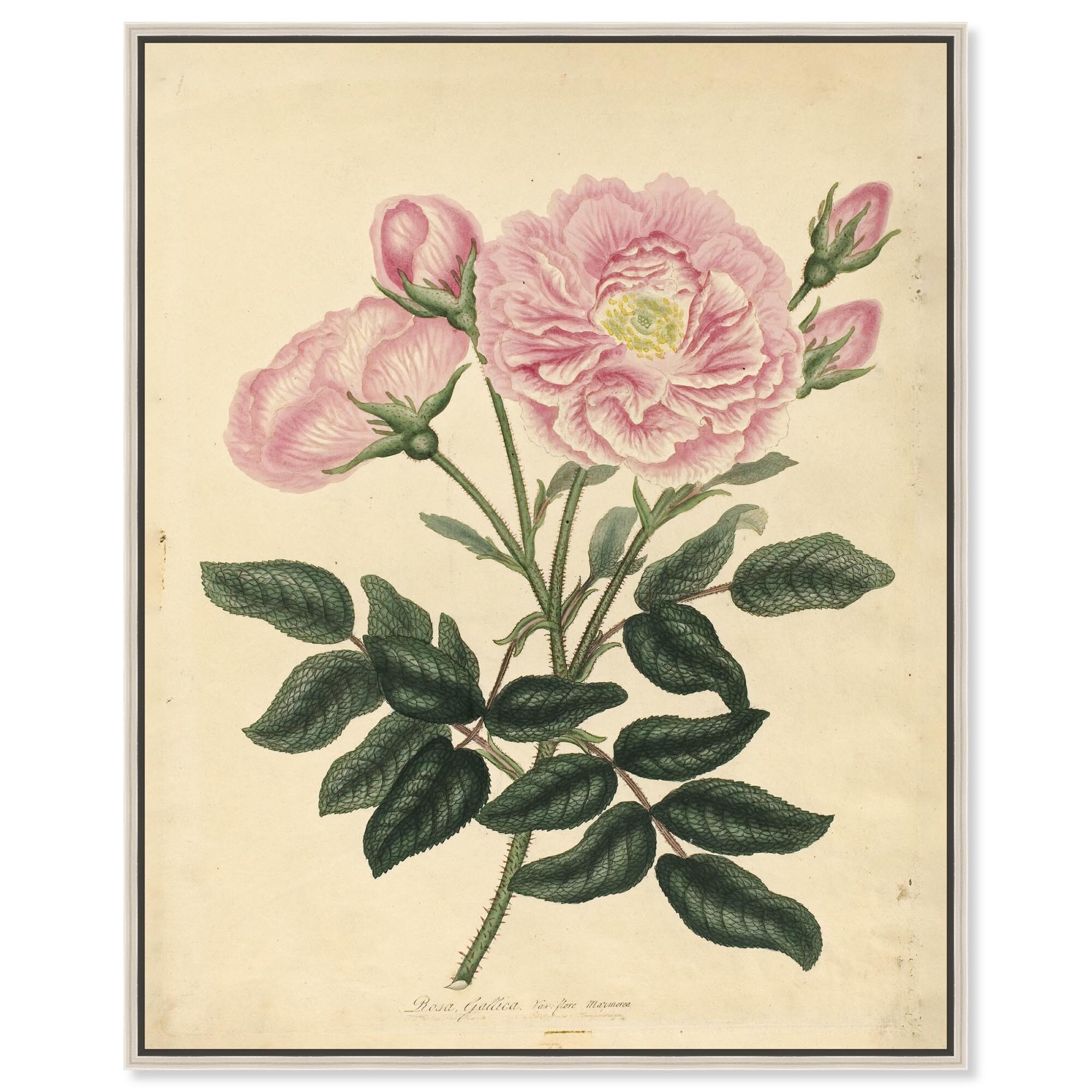 French Rose Canvas by Art Remedy