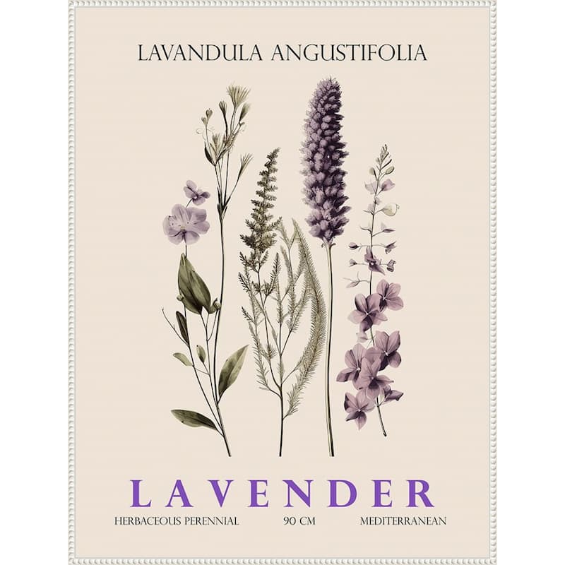 Vintage Botanical Lavender No. 2 Illustration by Christopher Giampietro Framed Canvas Wall Art Print
