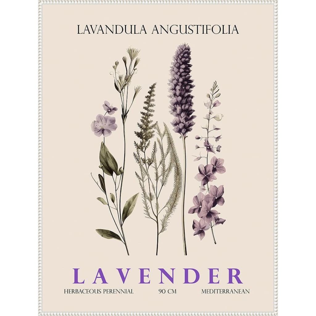 Vintage Botanical Lavender No. 2 Illustration by Christopher Giampietro Framed Canvas Wall Art Print