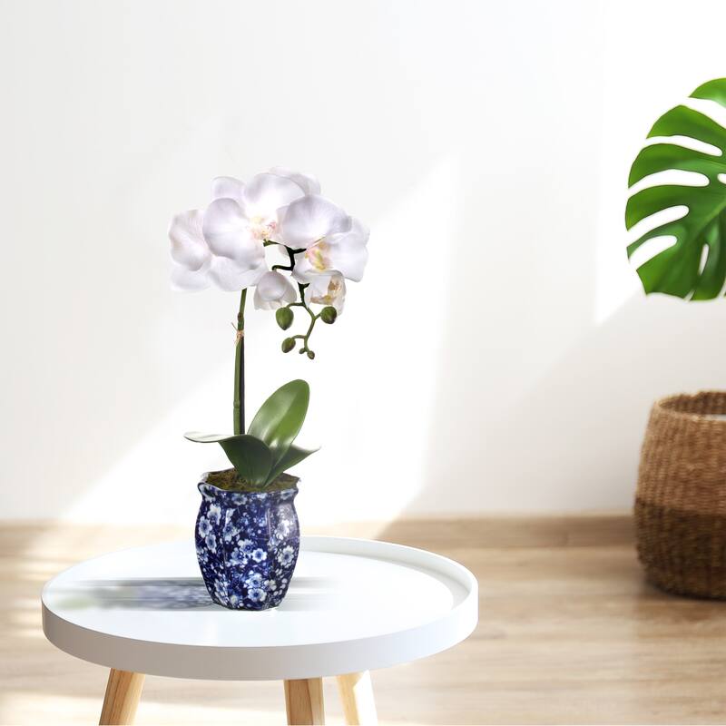 Potted Phalaenopsis In Ming Pot 16"