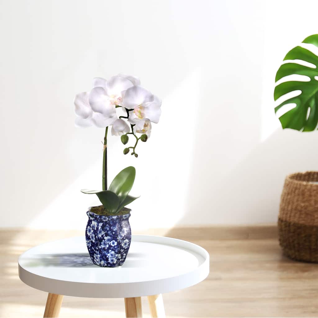 Potted Phalaenopsis In Ming Pot 16"