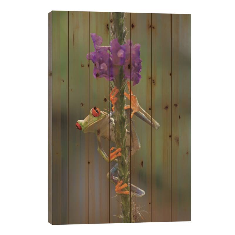 Red-Eyed Tree Frog Climbing On Flower, Costa Rica II Print On Wood by Tim Fitzharris - Multi-Color - 26x18x1.5