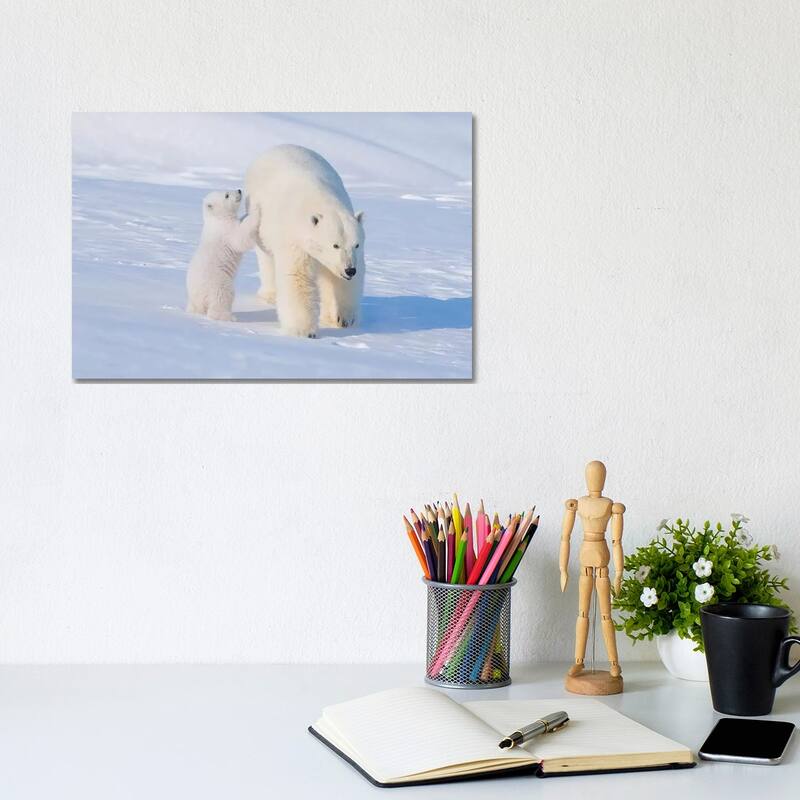 iCanvas "Polar Bear Sow With Spring Cub Newly Emerged From Their Den, Area 1002, ANWR, Alaska" by Steve Kazlowski Canvas Print - 8x12x0.75