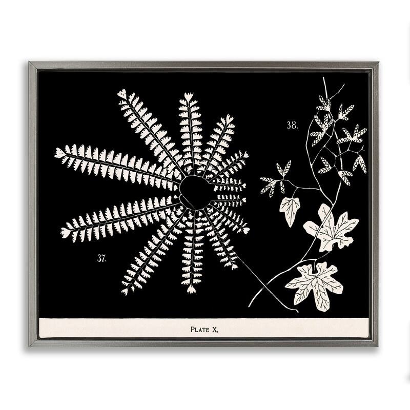 Stupell Ferns & Leaves on Black Framed Floater Canvas Wall Art Design By Phillipa Katz - 21 x 17 - Grey