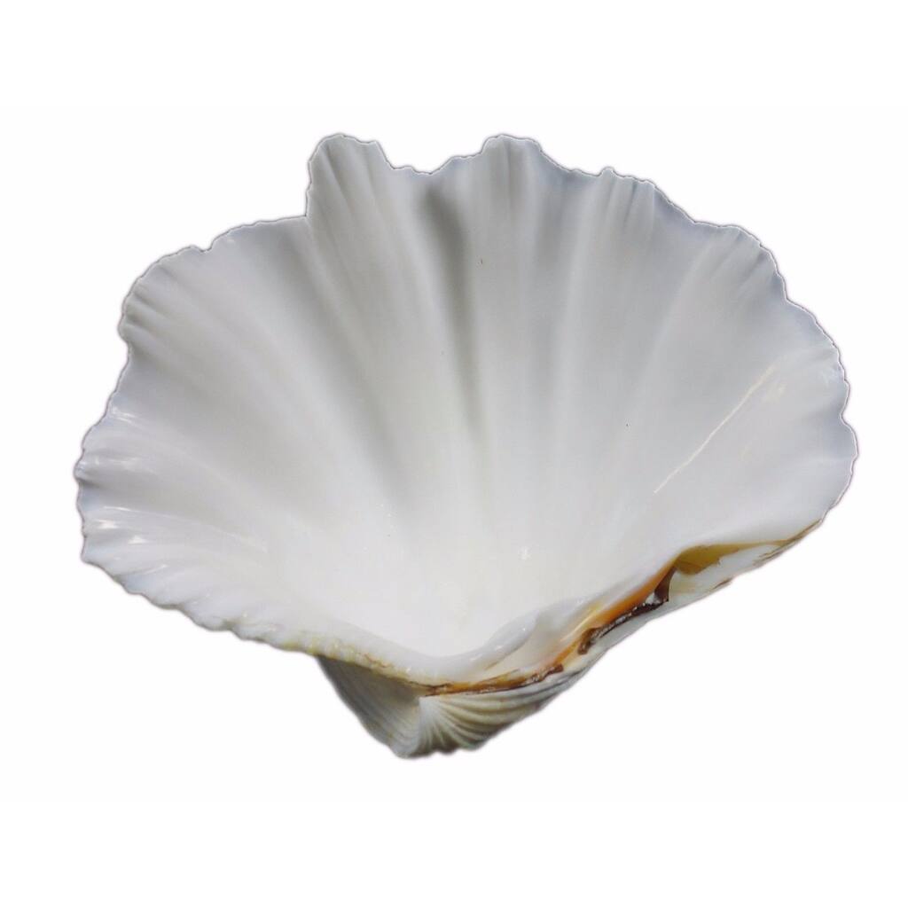 Giant Clam 12-15 Inch Half - Overstock - 34387830