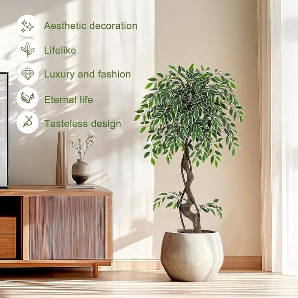 monstera plan Monstera Mint for Sale  Logee's Plants