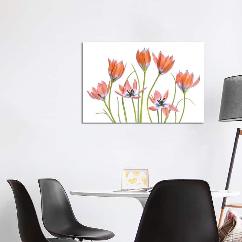 iCanvas "Apricot Tulips" by Mandy Disher Canvas Print - 26x40x1.5