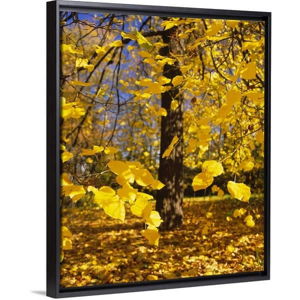 Shop Close Up Of Yellow Leaves Of A Tree Stuttgart Baden