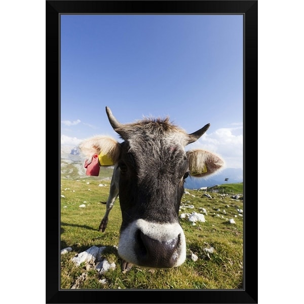 "Cow grazing the grass in a pasture located in the Italian Alps" Black Framed Print
