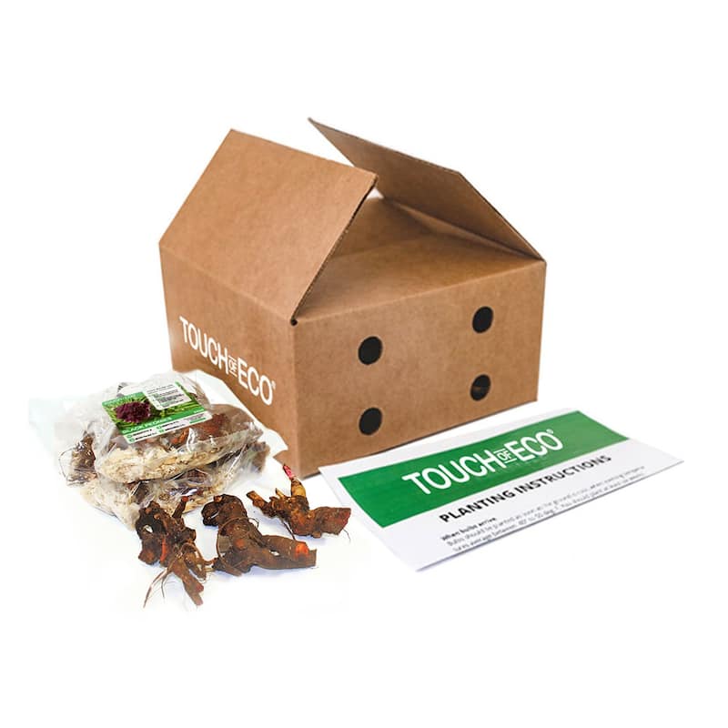 Double Black Berry Peonies- Dark Red Peony Flowers - 9 Bare Roots - Spring Garden - Attracts Butterflies, Bees & Hummingbirds - 9 Roots