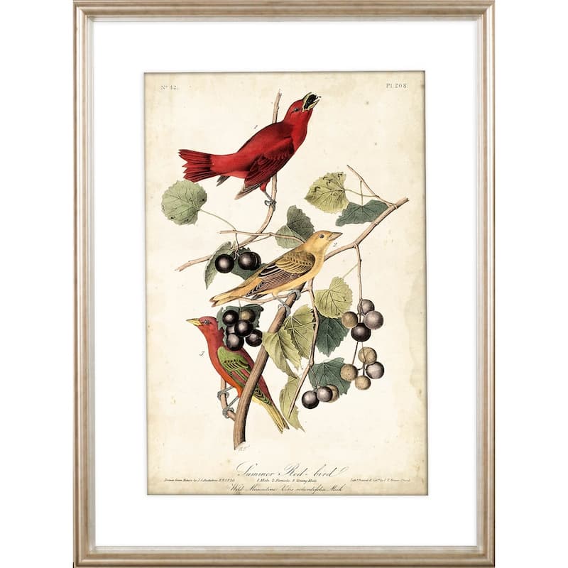 Summer Red Bird Framed Art Print