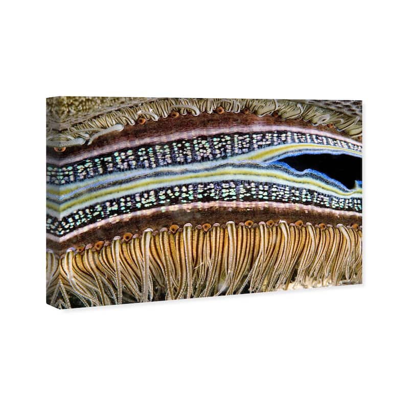 Wynwood Studio Nautical and Coastal David Fleetham - Coral Boring Scallop Brown and Nautical & Coastal Wall Art Canvas Print