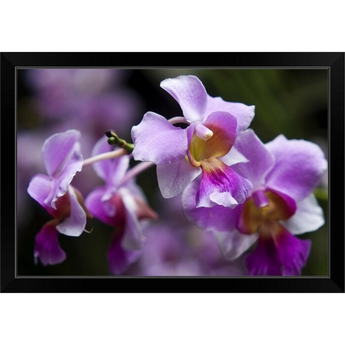 Shop Vanda Orchids In Orchid Garden Singapore Black Framed Print On Sale Overstock 30197919