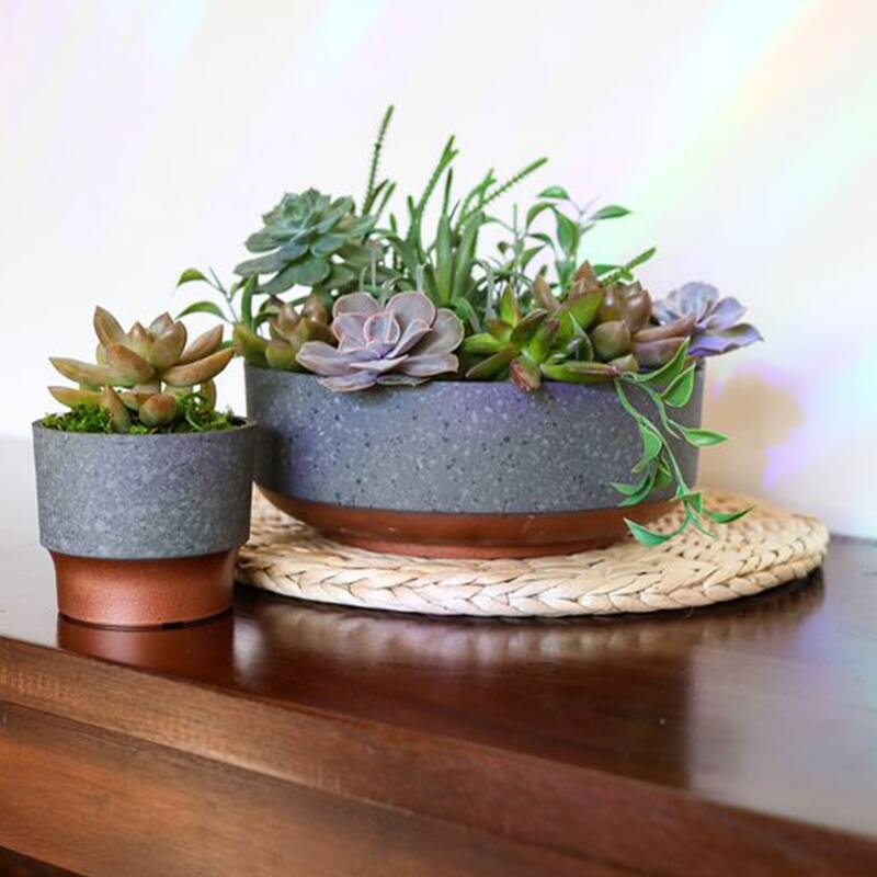 The HC Companies Sprite Succulent Planter Pot, Faux Concrete Copper (40 Pack) - 0.25