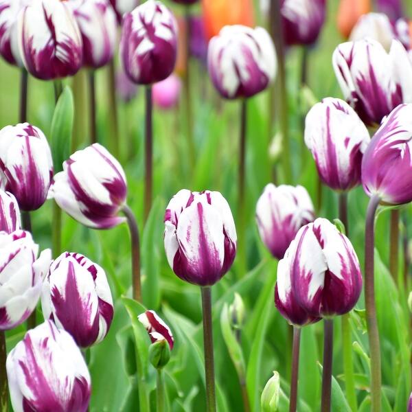 Blueberry Swirl Tulip Bulbs - 10 Count Blueberry Swirl Tulip Bulbs - 10 Count