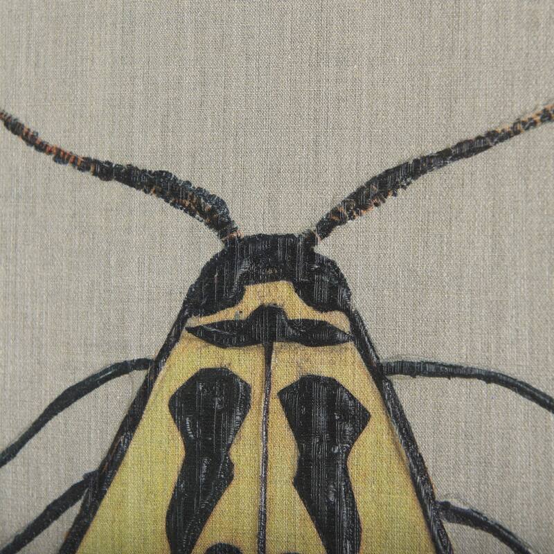 Moth III (20 x 20 ) Canvas Art Print