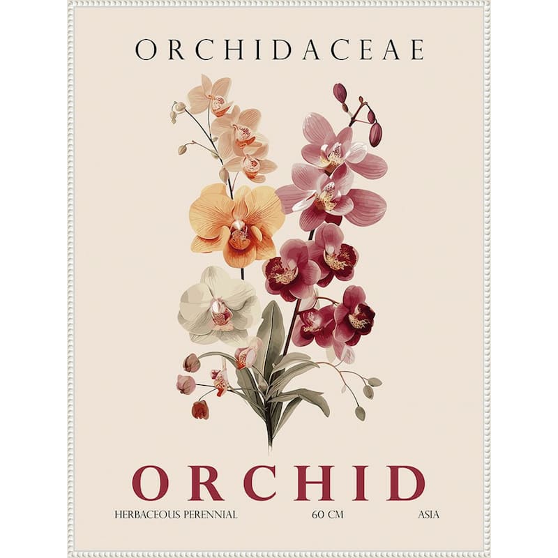 Vintage Botanical Orchid Illustration by Christopher Giampietro Framed Canvas Wall Art Print