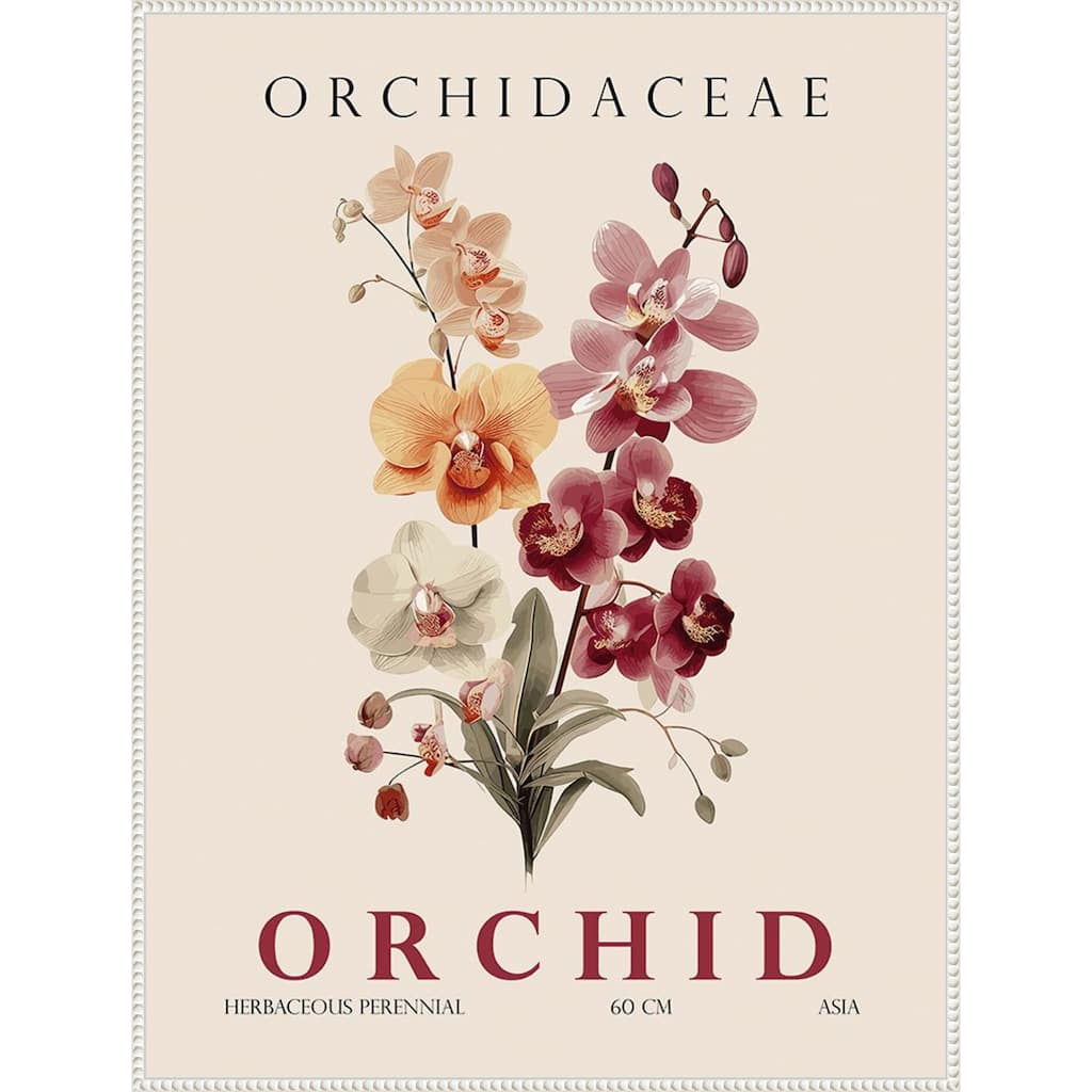 Vintage Botanical Orchid Illustration by Christopher Giampietro Framed Canvas Wall Art Print