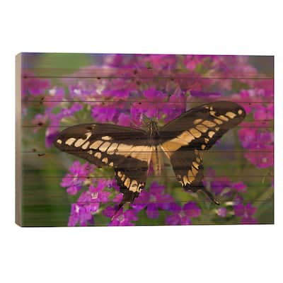 Open-Winged Thoas (King) Swallowtail In Zoom Among Fuchsia Verbena Print On Wood by Darrell Gulin - Multi-Color
