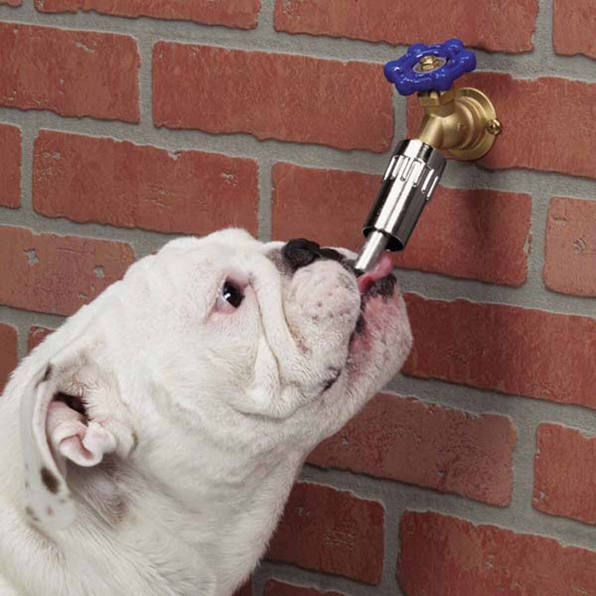 Shop Cool Pup Faucet Waterers One Size Free Shipping On Orders