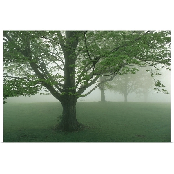 Trees In Fog Multi Color