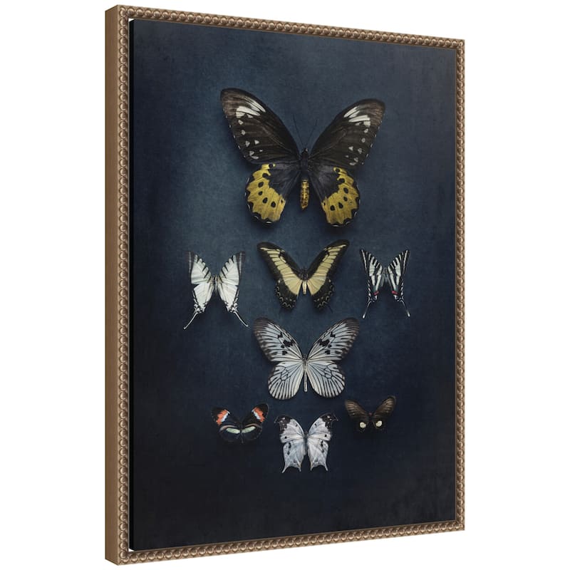 Kate and Laurel Butterfly Study Dark by Emiko and Mark Franzen F2 Images Framed Canvas Wall Art Print - 18x24