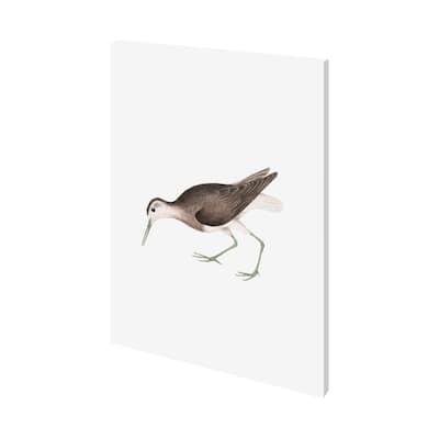 White Tailed Sandpiper (27 x 36) Canvas Art Print