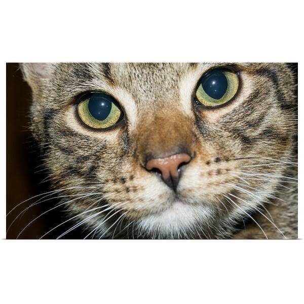 Shop Close Up Of A Cat S Face Multi Free Shipping On Orders