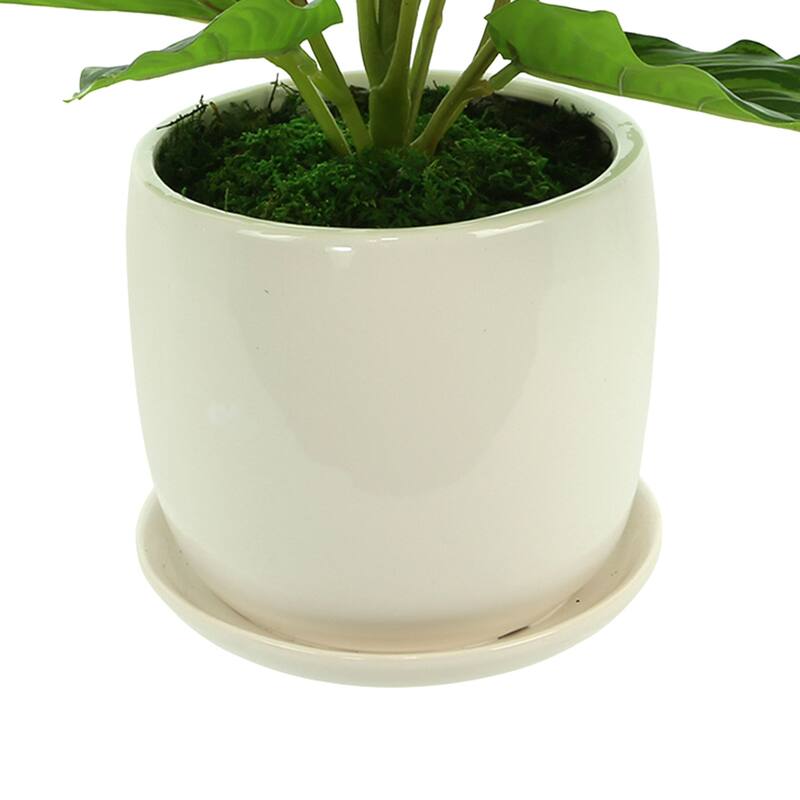 Rohdea Japonica Bush in a Ceramic Pot