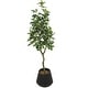 preview thumbnail 2 of 3, Green Faux Foliage Eucalyptus Artificial Tree with Realistic Leaves and Black Porcelain Pot