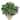 Realistic-looking Fake Shefflera Bushes - Set of 3 - NO SIZE