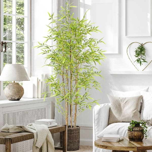 rhododendron catawbiense english roseum English Roseum Rhododendron | 2XL SHRUB | 30-36 in. wide, 24-30 in. tall | Ships in