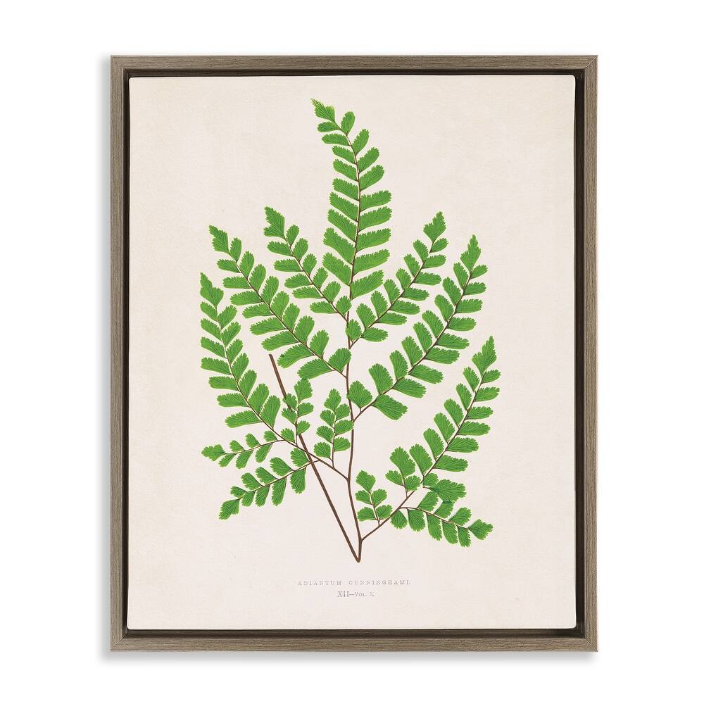 Stupell Woodland Sprigs Study Framed Floater Canvas Wall Art Design By Phillipa Katz