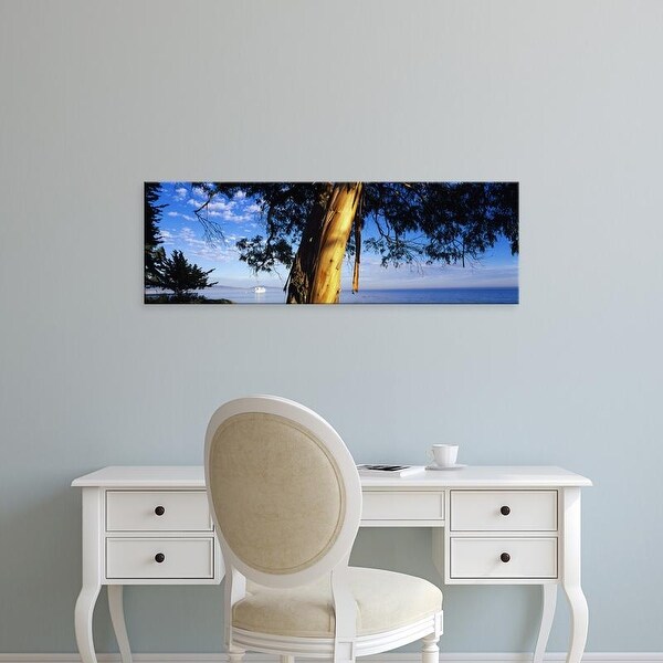 Easy Art Prints Panoramic Images's 'Eucalyptus Tree, Santa Barbara Harbor, California, USA' Premium Canvas Art