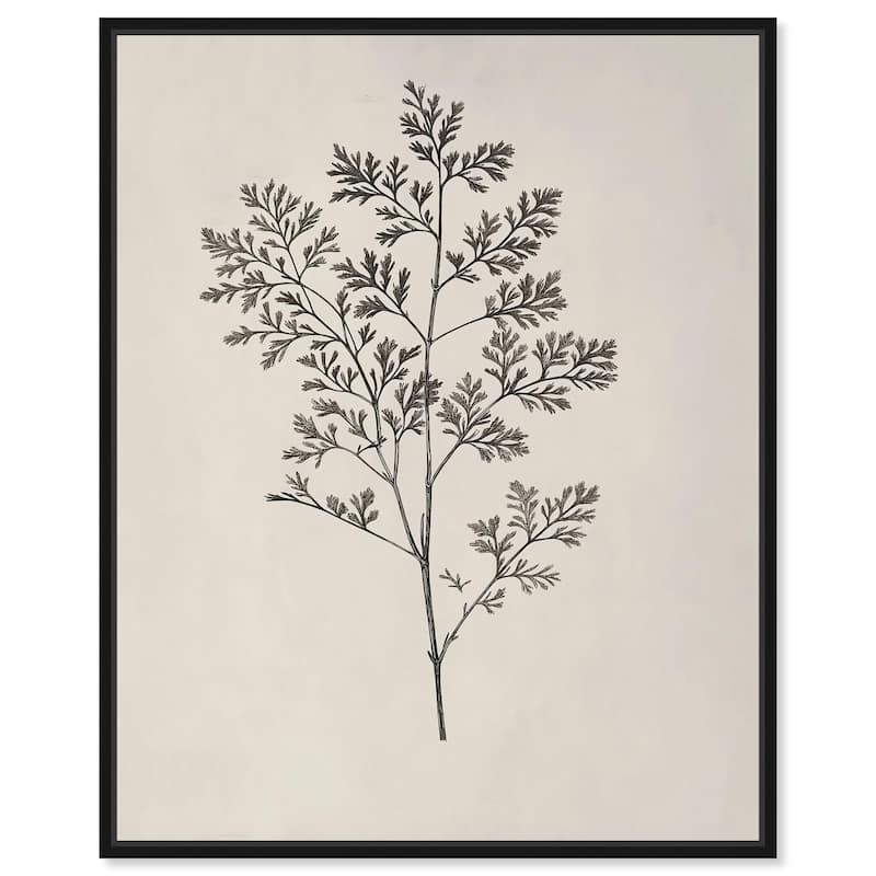 Aniseed Anatomy II Canvas Delicate Floral by Art Remedy - Black - 36" x 45"