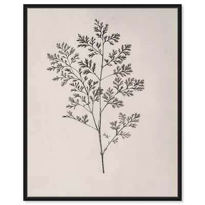 Aniseed Anatomy II Canvas Delicate Floral by Art Remedy