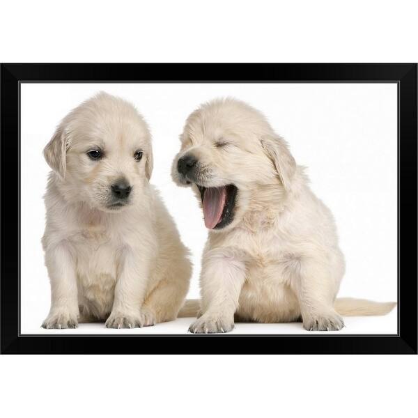 Cute Golden Retriever Black Puppies