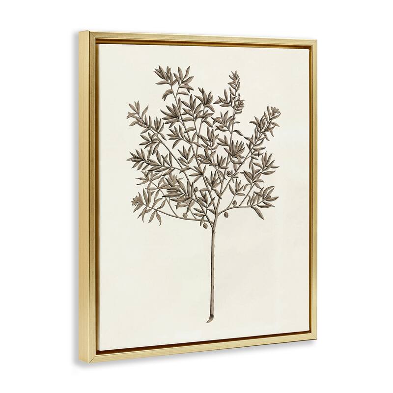 Stupell Vintage Study of Olive Tree Framed Floater Canvas Wall Art Design By Phillipa Katz
