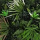 Option Spider Fern