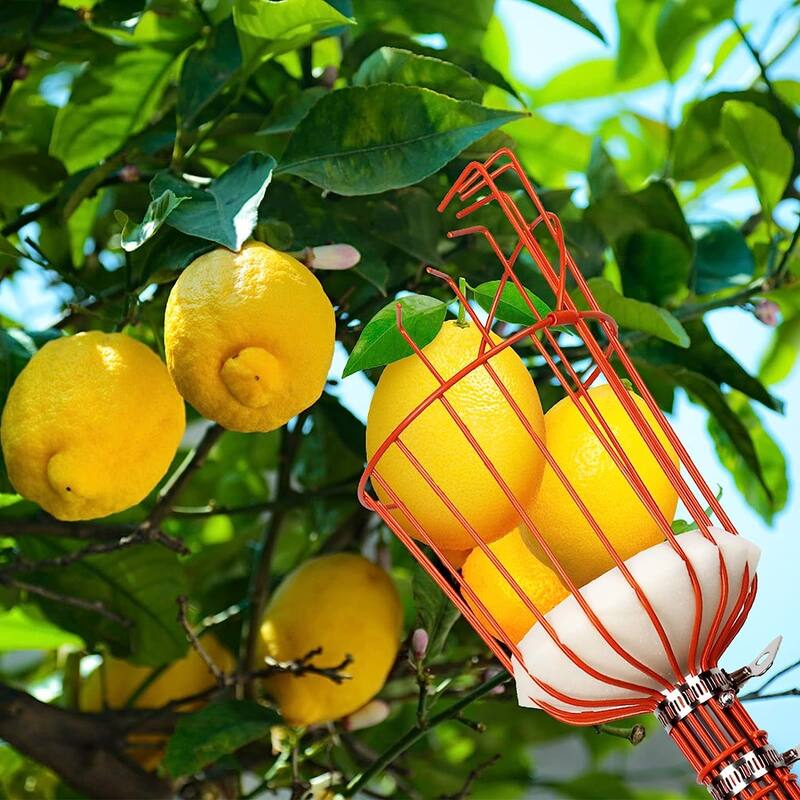 WaLensee 5.5FT Fruit Picker, Adjustable Fruits Picker Tool with Lightweight Stainless Steel Pole and Big Basket