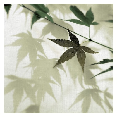 Japanese Maple #1 by Alan Blaustein Canvas Art Print