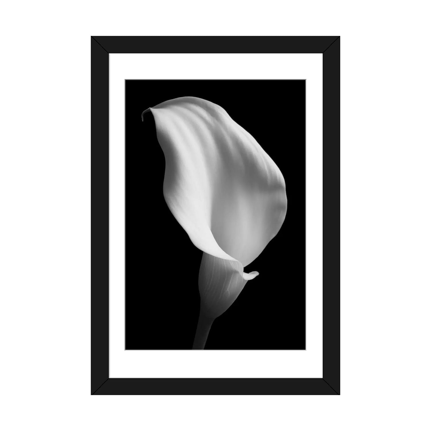 iCanvas "Lily On Black II" by Tom Quartermaine